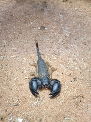 Hormuridae