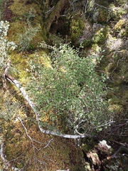 Coprosma foetidissima