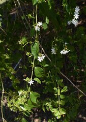 Jasminum elongatum