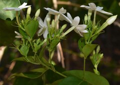 Jasminum elongatum