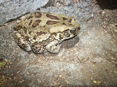 Sclerophrys garmani