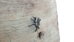 Homalinotus deplanatus