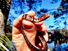 Nerodia fasciata pictiventris