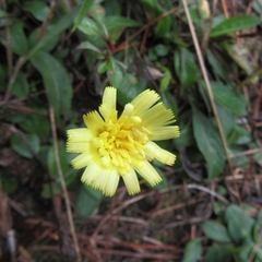 Pilosella officinarum