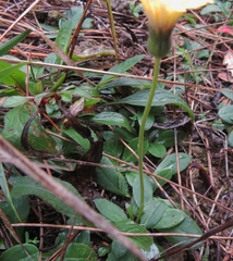 Pilosella officinarum