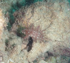 Novaculichthys taeniourus