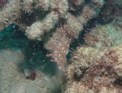 Novaculichthys taeniourus