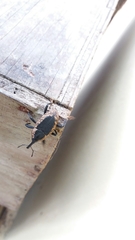 Homalinotus deplanatus