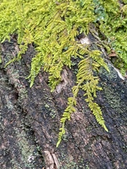 Callicladium imponens