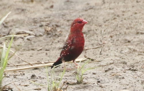 Red Avadavat, Hawaii County, HI, USA, photo 7 of 10