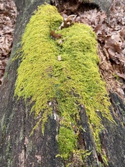 Callicladium imponens