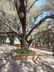 Vachellia tortilis