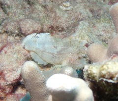 Taenianotus triacanthus