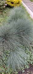 Festuca glauca