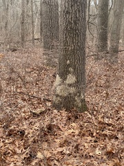 Aleurodiscus oakesii