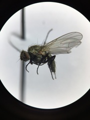Anthomyiidae