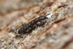 Anurophorus