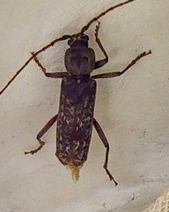 Lyctinae