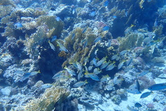 Lutjanus fulviflamma