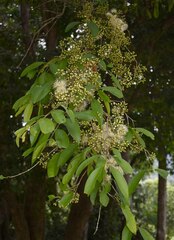 Syzygium tierneyanum