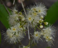 Syzygium tierneyanum