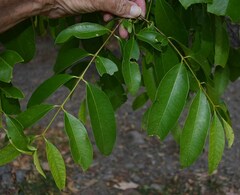 Syzygium tierneyanum