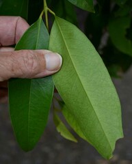 Syzygium tierneyanum