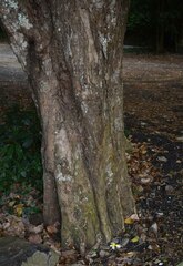 Syzygium tierneyanum