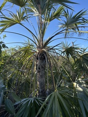 Leucothrinax morrisii