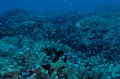 Pseudojuloides cerasinus