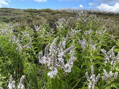 Veronica derwentiana