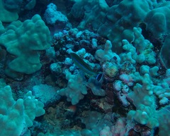 Pseudojuloides cerasinus