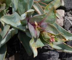 Penstemon osterhoutii