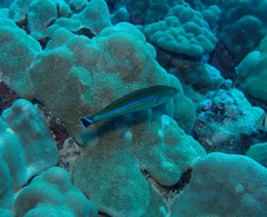 Pseudojuloides cerasinus