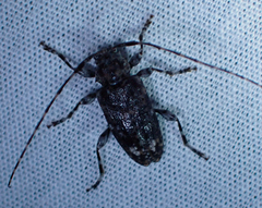 Astyleiopus variegatus