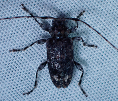Astyleiopus variegatus