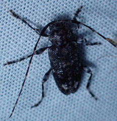 Astyleiopus variegatus