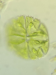 Micrasterias truncata