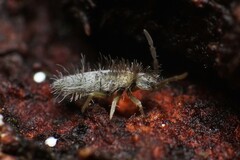 Entomobrya unostrigata