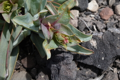 Penstemon osterhoutii