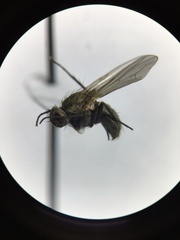 Anthomyiidae