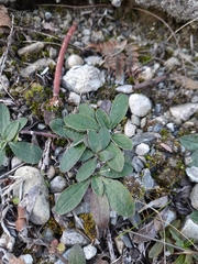 Pilosella officinarum