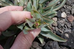 Penstemon osterhoutii