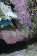 Stichodactyla mertensii