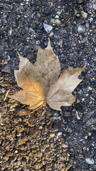 Acer nigrum