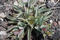 Penstemon osterhoutii