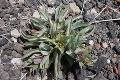 Penstemon osterhoutii