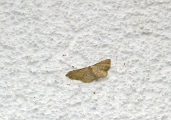 Idaea fuscovenosa