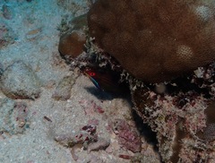 Pseudocheilinus tetrataenia