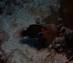 Pseudocheilinus tetrataenia